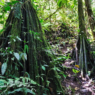 Jungle